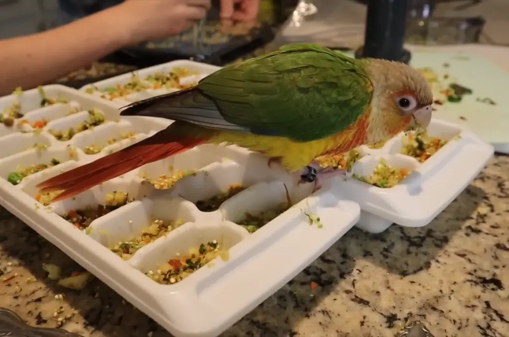 Conures need balanced diet