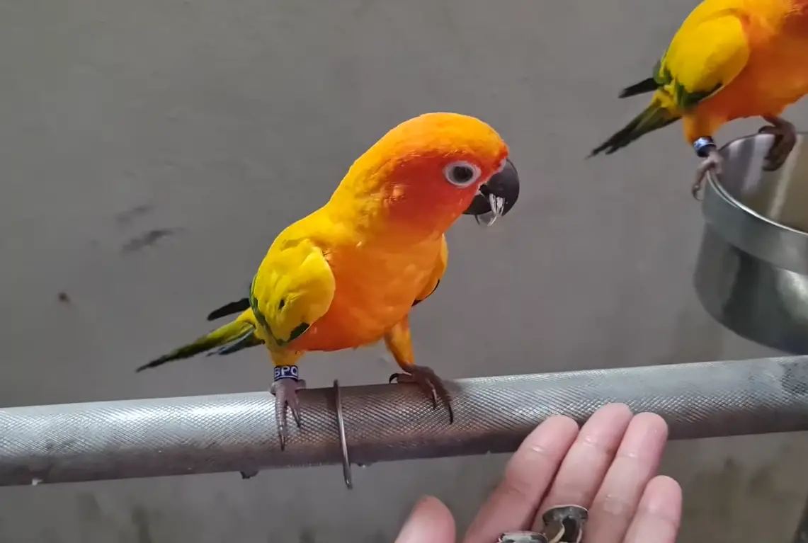 can conures eat sunflower seeds?