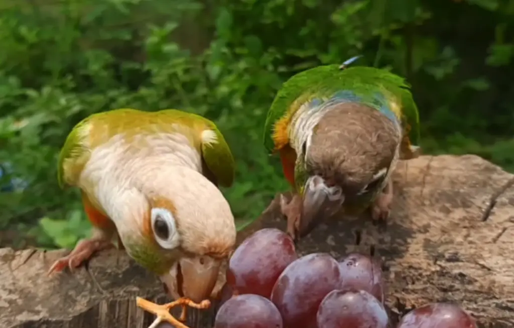 Can Conures Eat Grapes?