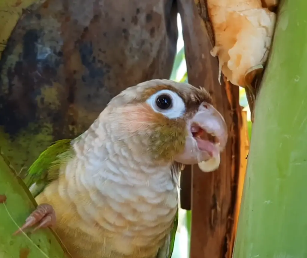 Can Conures Eat Bananas?