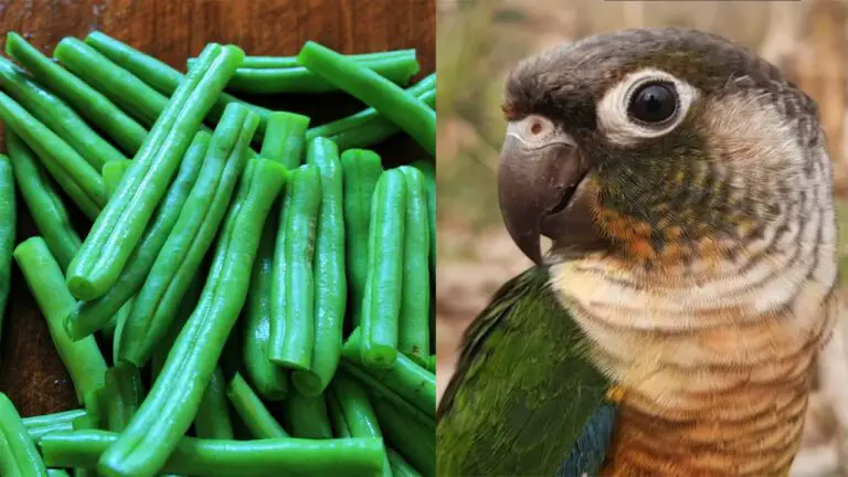 can conures eat green beans?