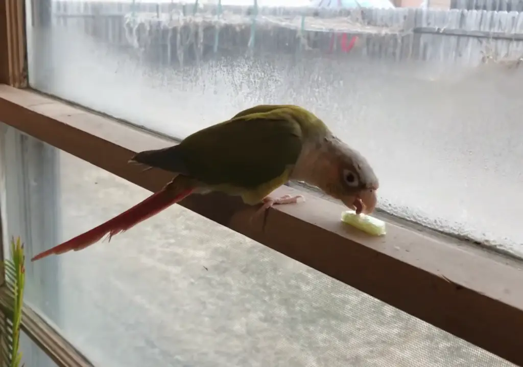 Can Conure Eat Cucumber?