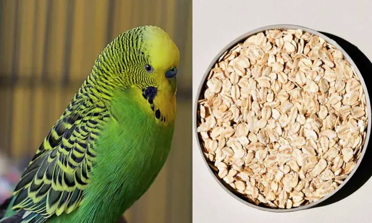 Can Birds Eat Oatmeal? A Nutritional Guide for Our Avian Friends