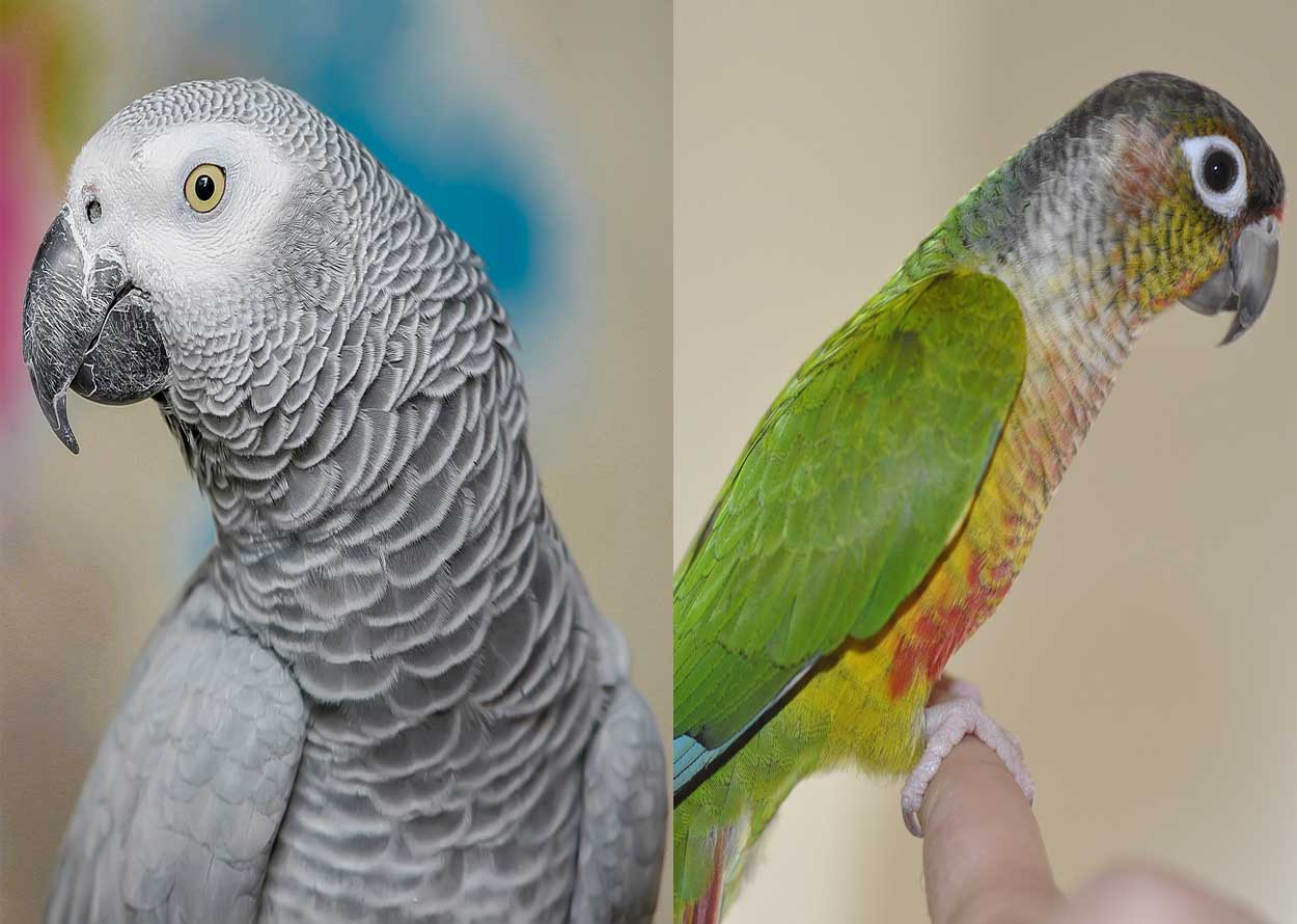 African Grey Parrot vs. Conure