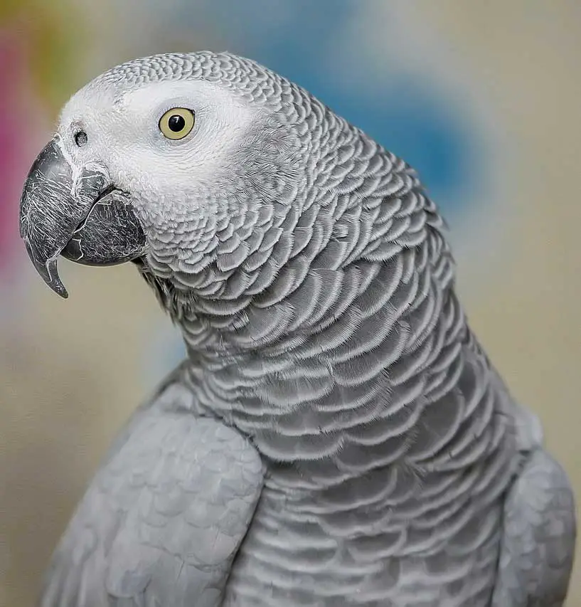 African Grey Parrot vs. Conure - Which Makes a Better Pet