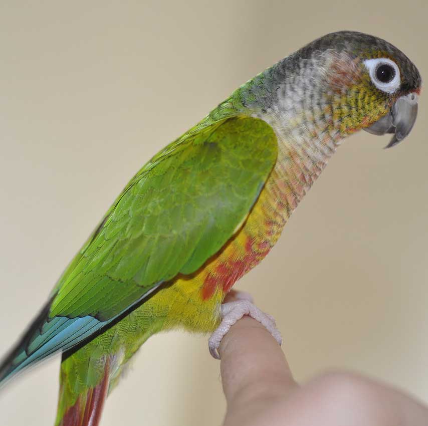 African Grey Parrot vs. Conure - Which Makes a Better Pet