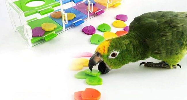 Bird Toys has important role on their health.